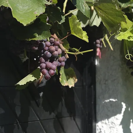 Anika's Wine Press